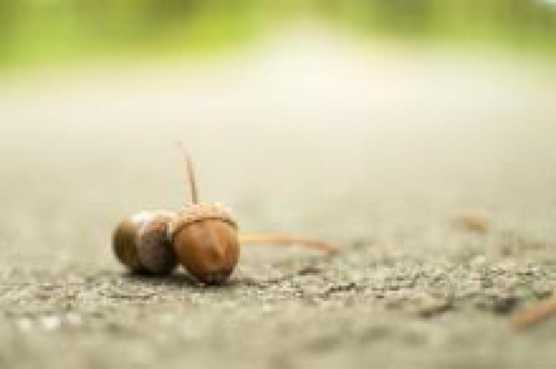 An acorn lying on the ground