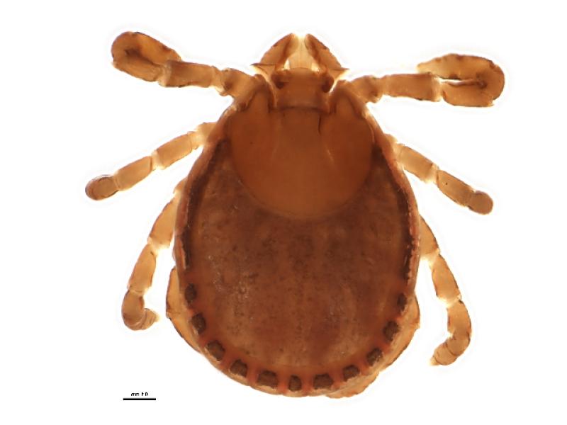 Blow uo of a rabbit tick