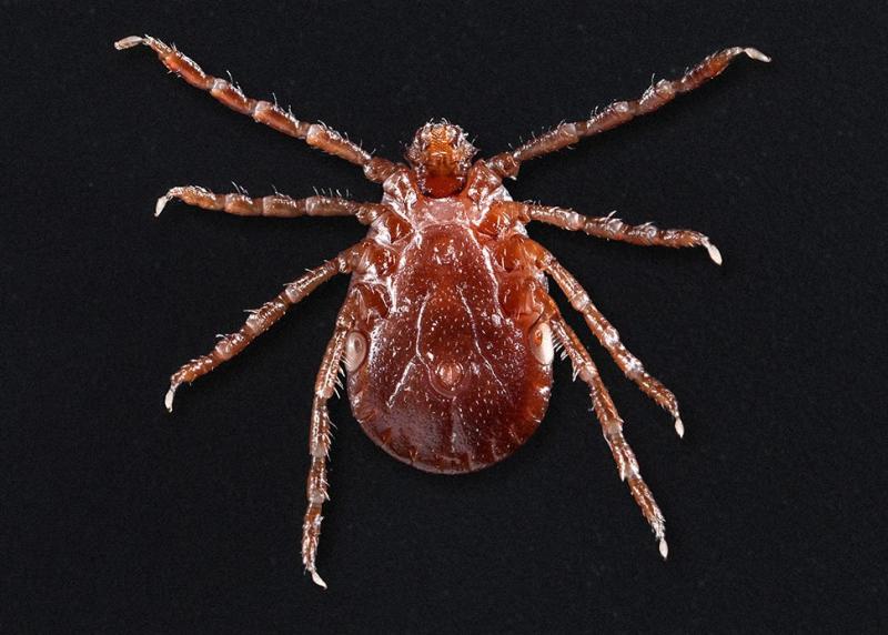 Asian longhorned tick (Haemaphysalis longicornis)
