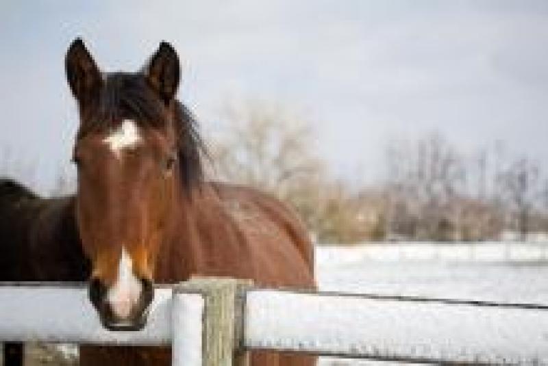 Horse looking over fence