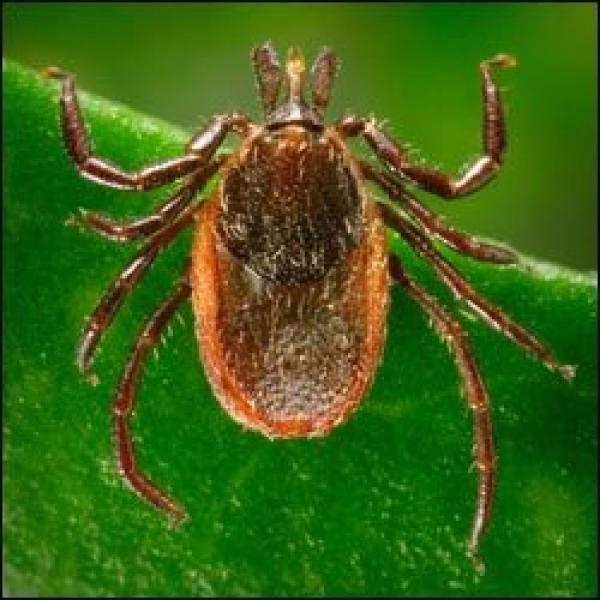 Blacklegged tick