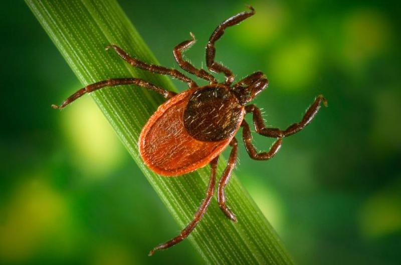 western blacklegged tick