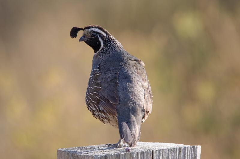 California quail