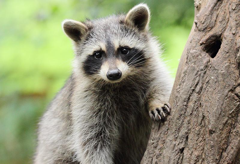 Raccoon hugging a tree