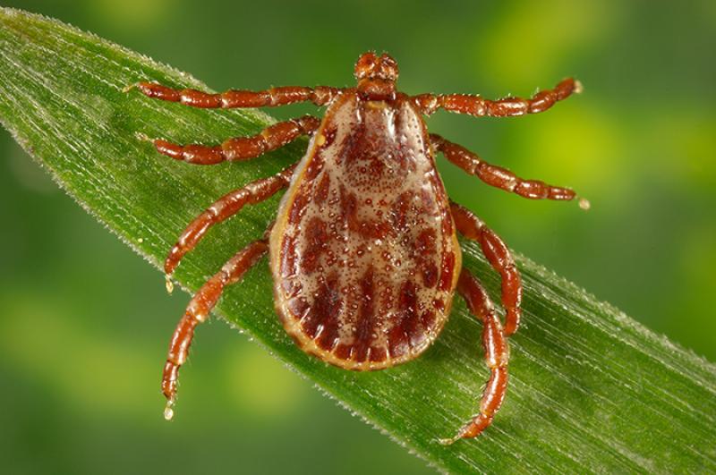 Rocky Mountain Wood Tick