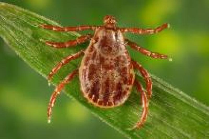 Rocky Mountain Wood Tick