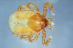 Groundhog tick
